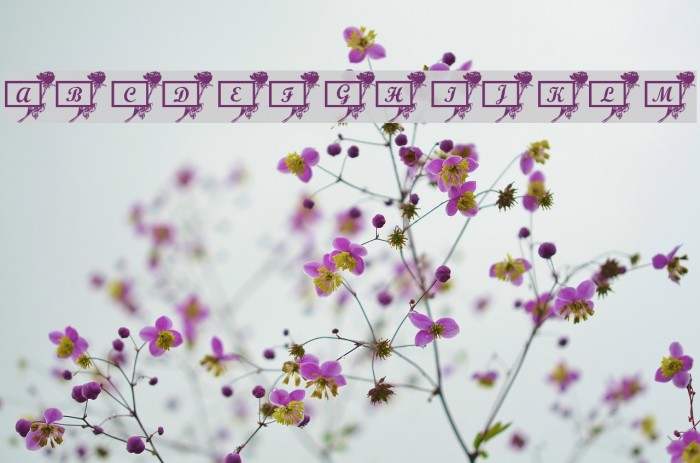 101! Rose Cards لخطوط تنزيل examples
