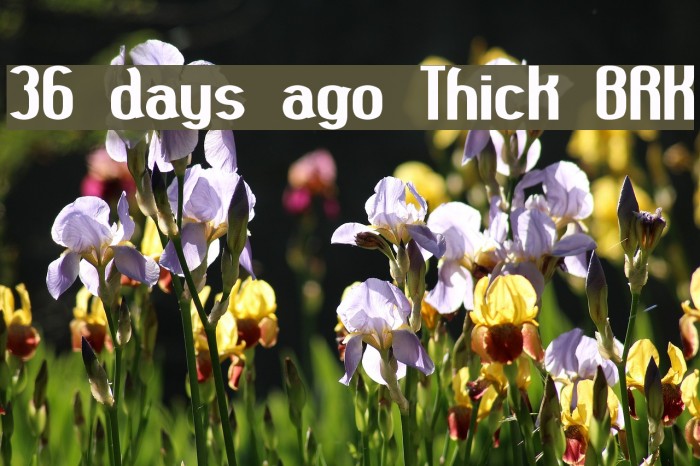 36 days ago Thick BRK फ़ॉन्ट examples