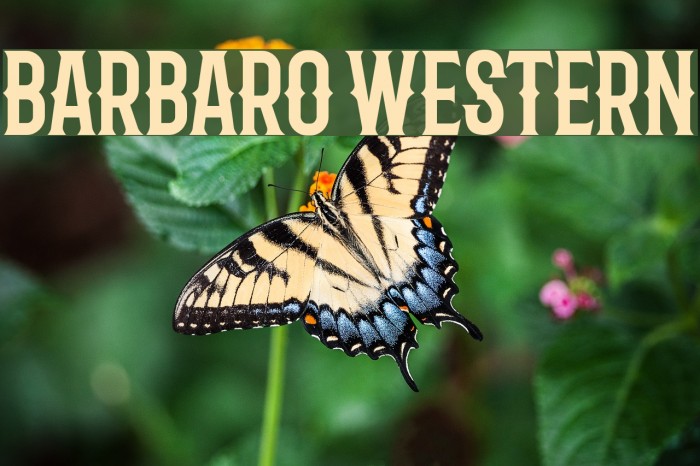 Barbaro Western Fonte examples