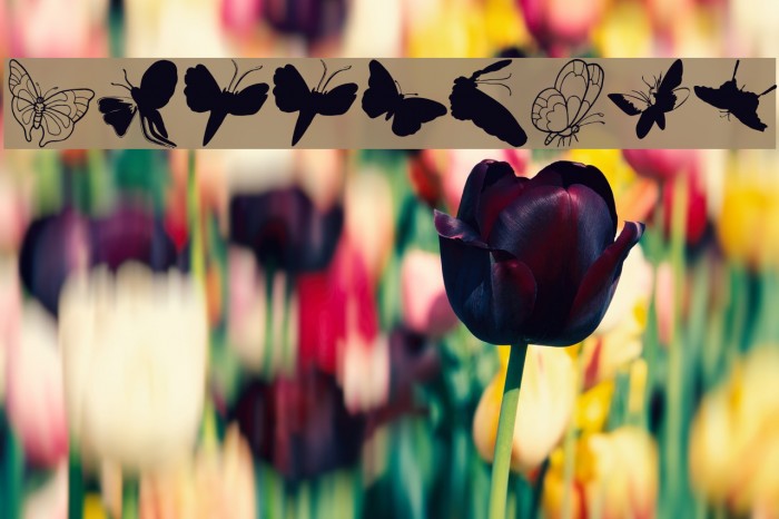 ButterFly フォント examples