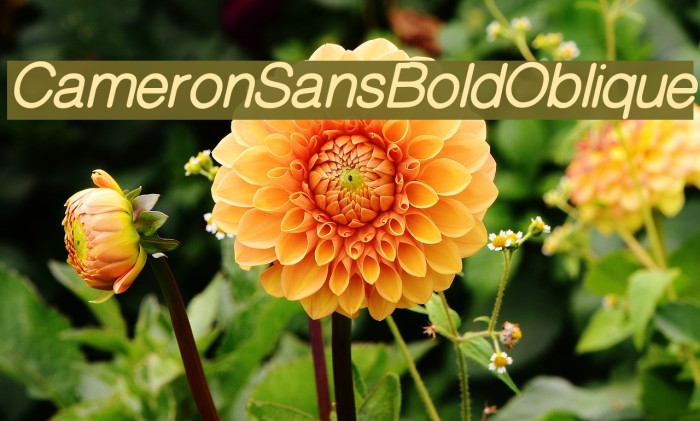 CameronSansBoldOblique Caratteri examples