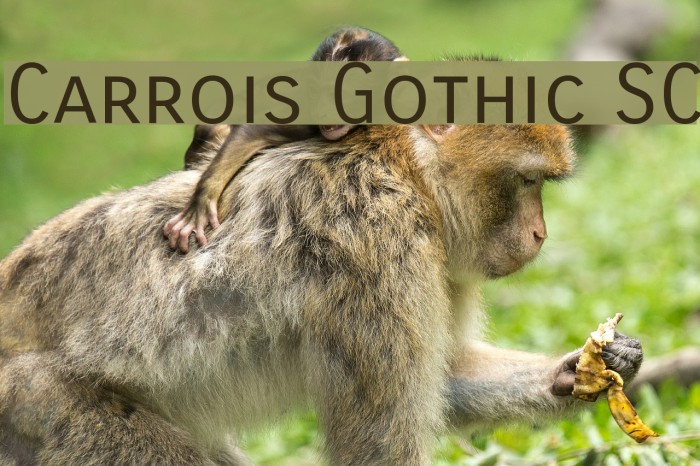 Carrois Gothic SC لخطوط تنزيل examples