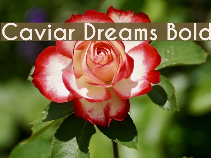 Caviar Dreams Bold Шрифта examples