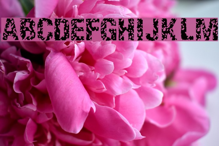 EnemaLight 字体 examples