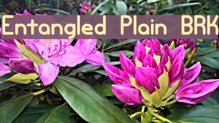 Entangled Plain BRK Fuentes examples
