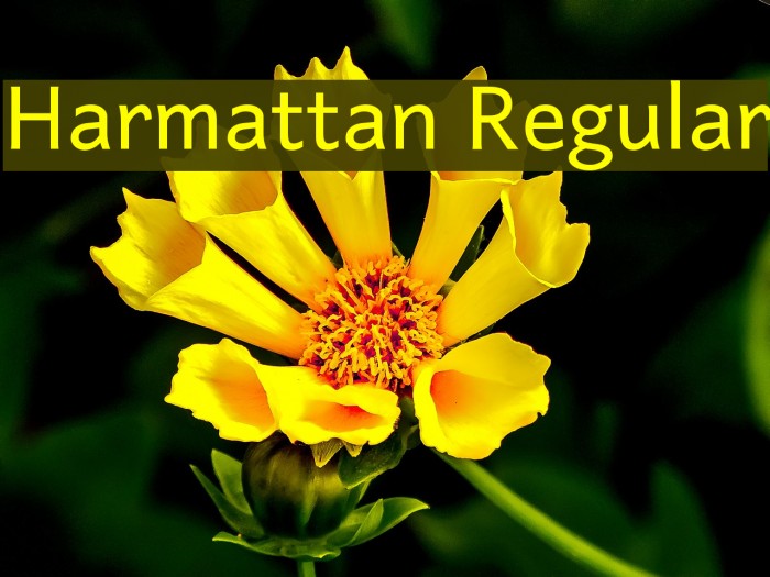 Harmattan Regular フォント examples