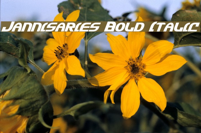 Jannisaries Bold Italic Polices examples