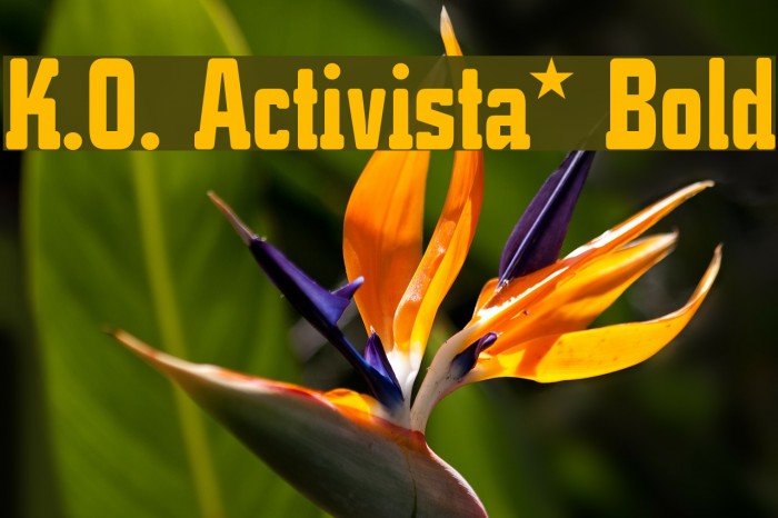 K.O. Activista* Bold Fuentes examples