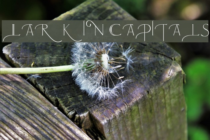 Larkin Capitals Caratteri examples