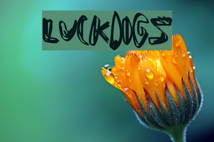 LuckDogs Schriftart examples