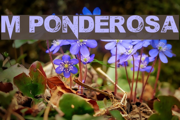 M Ponderosa Шрифта examples