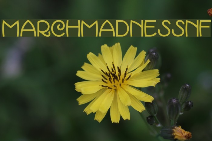 MarchMadnessNF Fonte examples