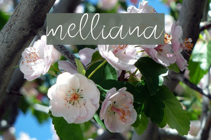 melliana フォント examples