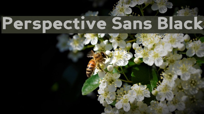Perspective Sans Black Schriftart examples