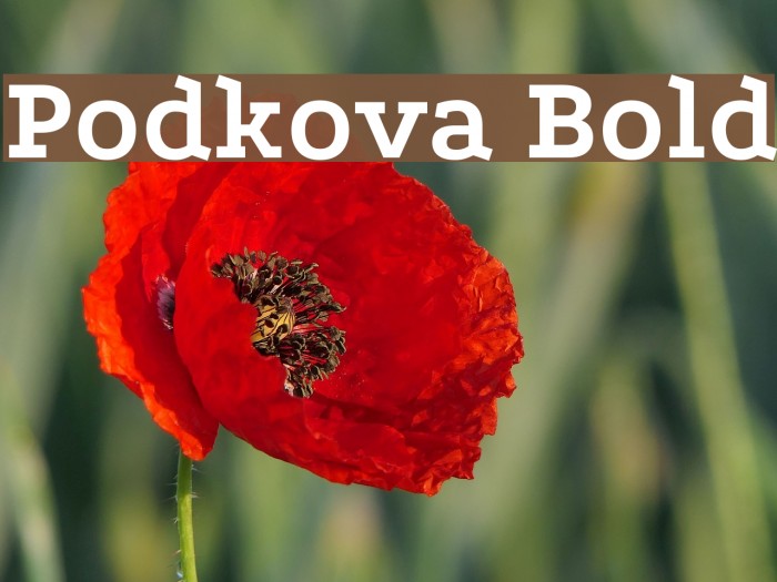 Podkova Bold Fuentes examples