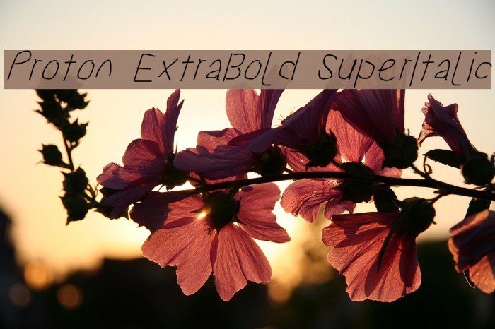 Proton ExtraBold SuperItalic لخطوط تنزيل examples