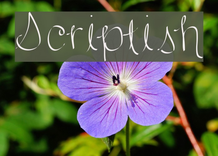 Scriptish لخطوط تنزيل examples
