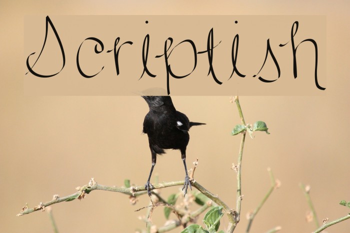 Scriptish لخطوط تنزيل examples