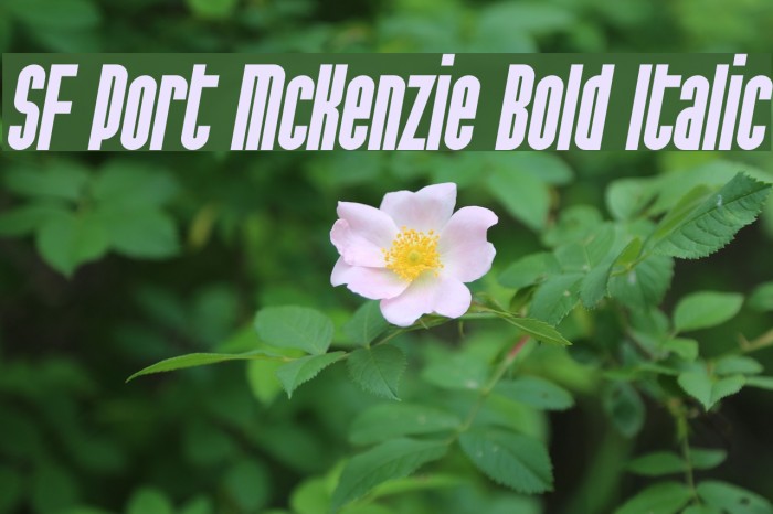 SF Port McKenzie Bold Italic Polices examples