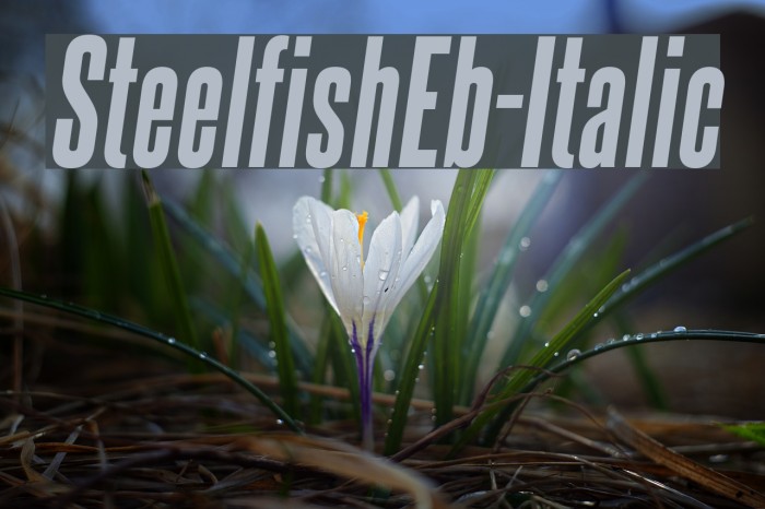 SteelfishEb-Italic لخطوط تنزيل examples