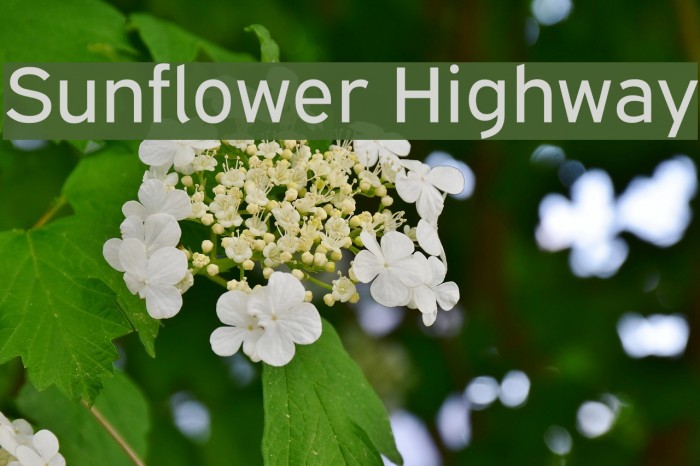 Sunflower Highway フォント examples