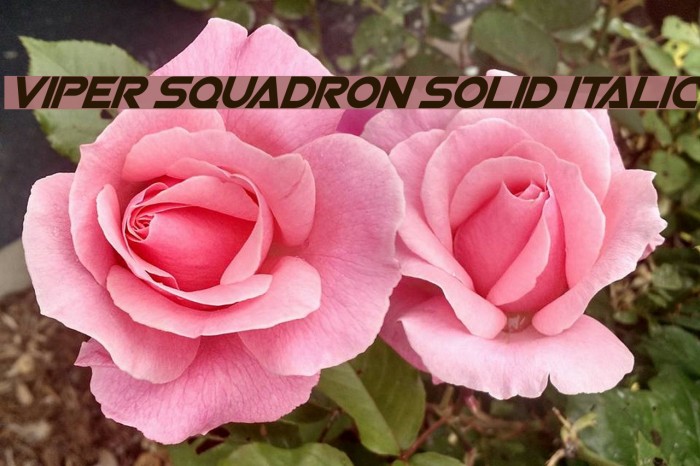 Viper Squadron Solid Italic Caratteri examples