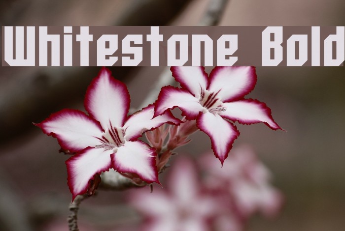 Whitestone Bold Fonte examples